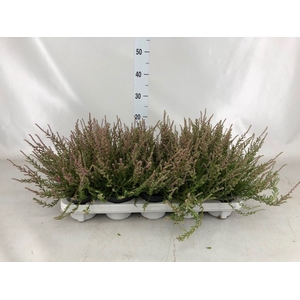 Calluna vulg. 'Red Pimpernel'