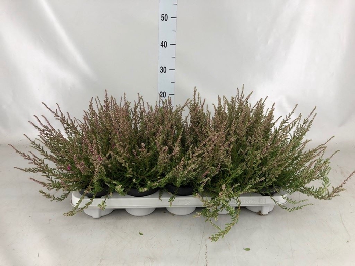 <h4>Calluna vulg. 'Red Pimpernel'</h4>