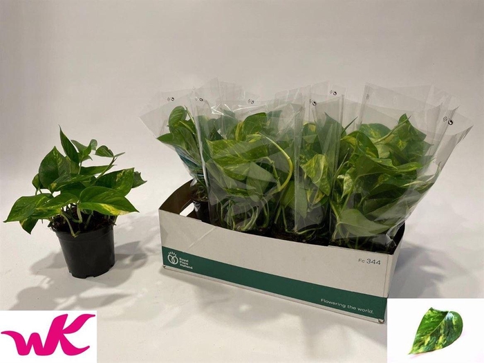 <h4>Epipremnum pinnatum 'Aureum'</h4>