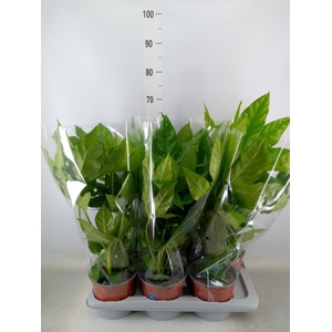 Fatsia japonica   ...