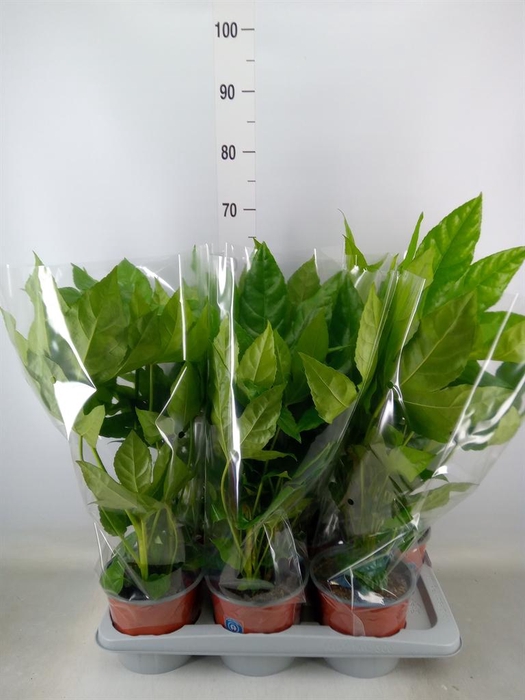 <h4>Fatsia japonica   ...</h4>