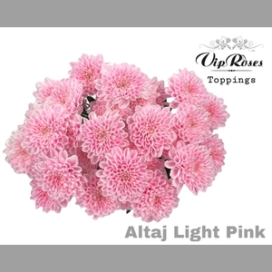 CHR T ALTAJ LIGHT PINK