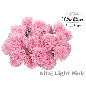 CHR T ALTAJ LIGHT PINK