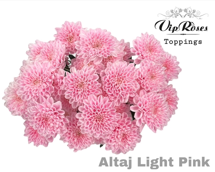 <h4>CHR T ALTAJ LIGHT PINK</h4>