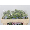 Oxypetalum Tweedia Blue