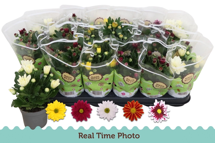 <h4>CHRYS GEM 5 KL</h4>