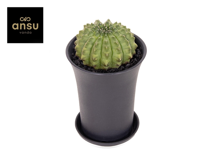 <h4>Gymno Cactus 'Spineless' XL</h4>