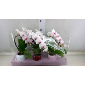 Phalaenopsis   ...white