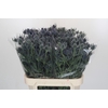 Eryngium Blue Dynamite