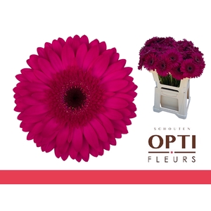 Gerbera Martini Water