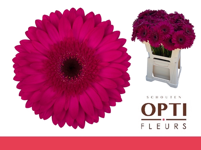 <h4>Gerbera Martini Water</h4>