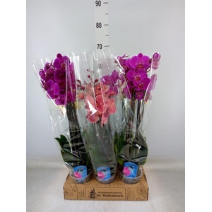Phalaenopsis   ...mix  4