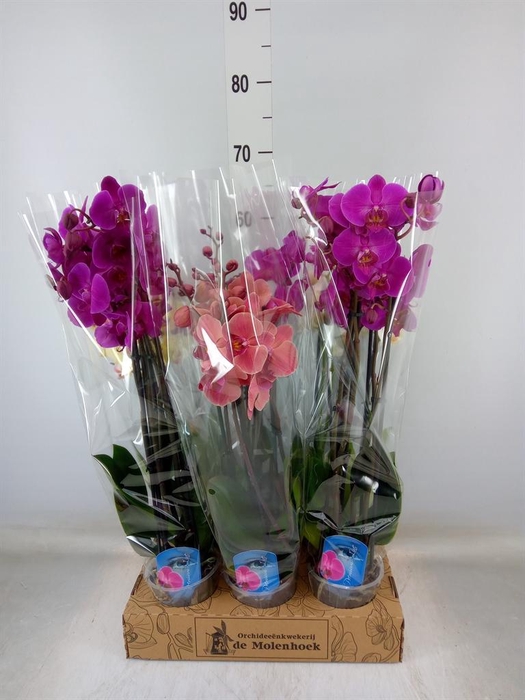<h4>Phalaenopsis   ...mix  4</h4>