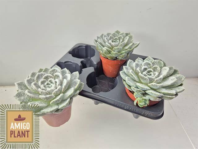 <h4>ECHEV GRANDE CINZA</h4>