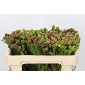 Kaaps Groen Baubles