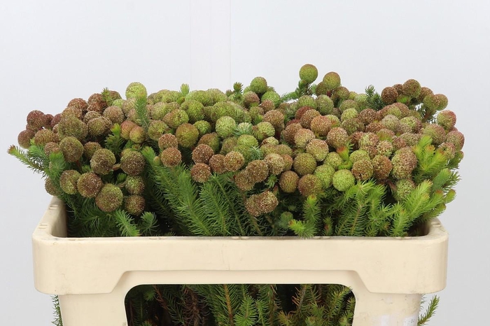 <h4>Kaaps Groen Baubles</h4>