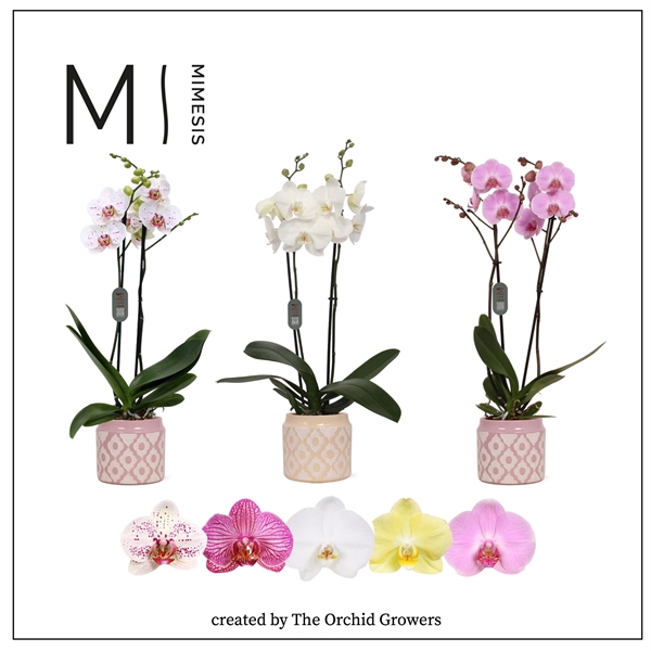 <h4>Mimesis Phal. Mix - 2 spike 12cm in Lio ceramic</h4>