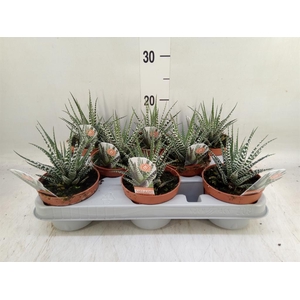 Haworthia fasciata 'Big Band'