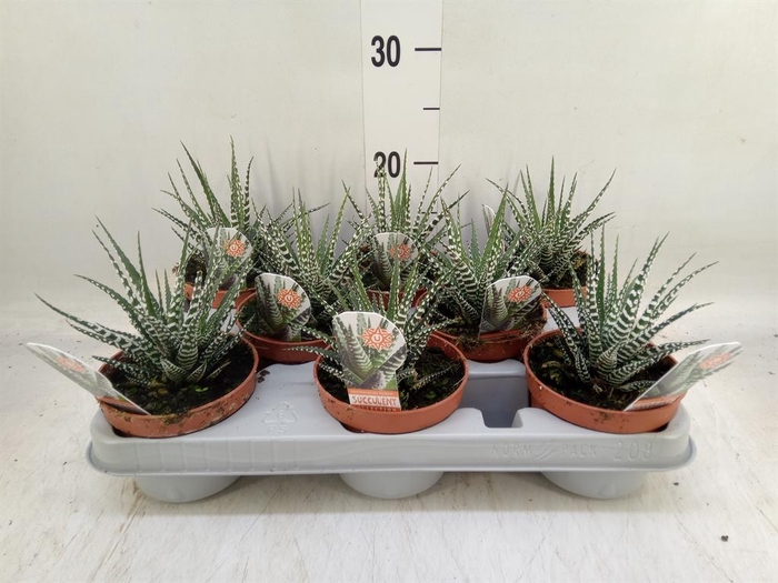 <h4>Haworthia fasciata 'Big Band'</h4>