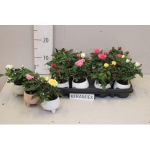 RO KORDANA GEM 4 SRT