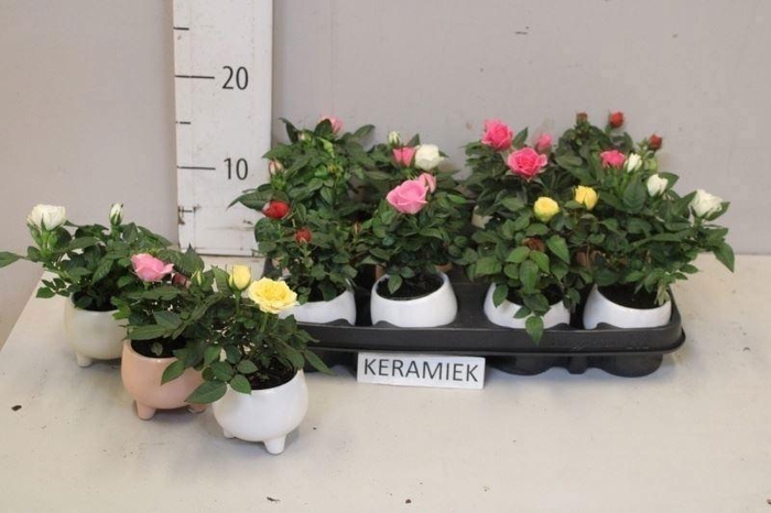 <h4>RO KORDANA GEM 4 SRT</h4>