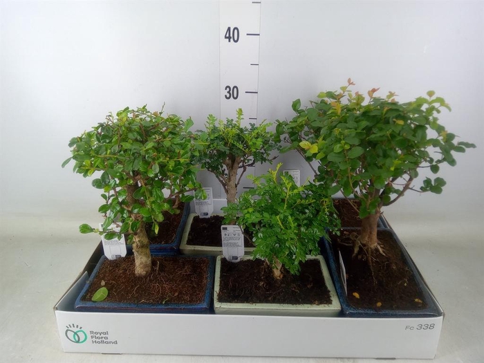 <h4>Bonsai ...mix</h4>