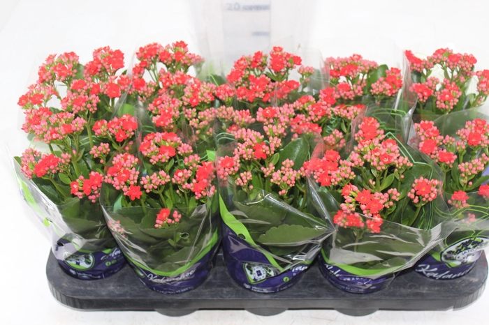 <h4>KALANCHOE DOBRADO P11 VERMELHO</h4>