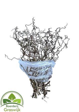 <h4>Corylus Av Contorta</h4>