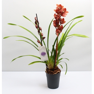 Cymbidium bruin 2 tak