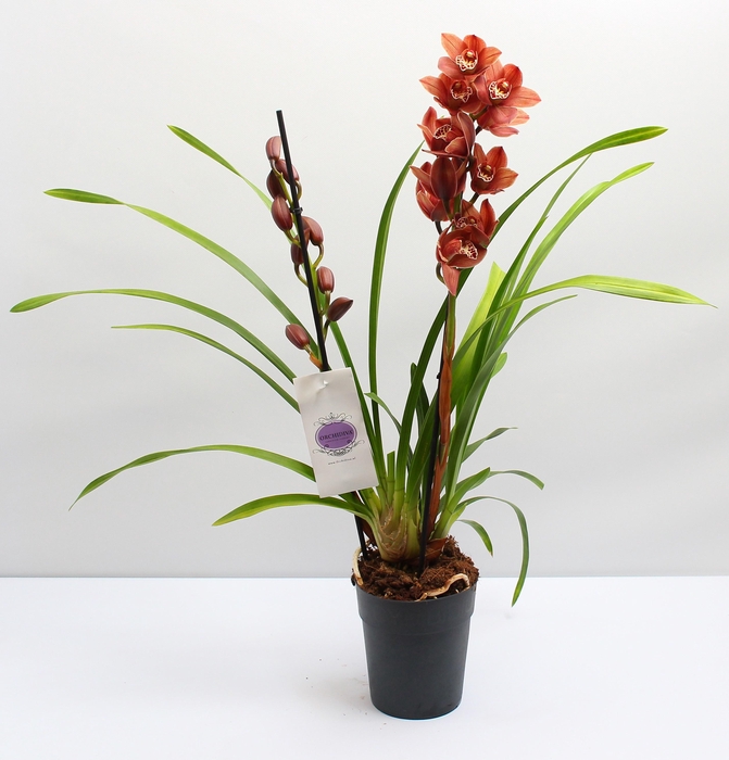 <h4>Cymbidium bruin 2 tak</h4>