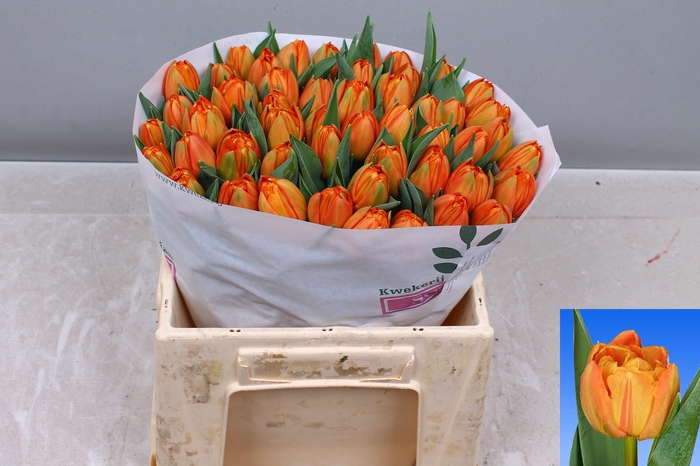 <h4>TU DU LORENZO</h4>