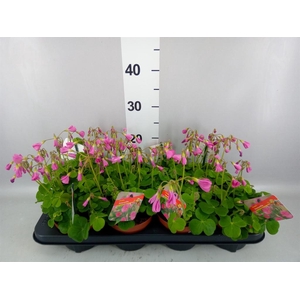 Oxalis bowiei 'Amarantha'