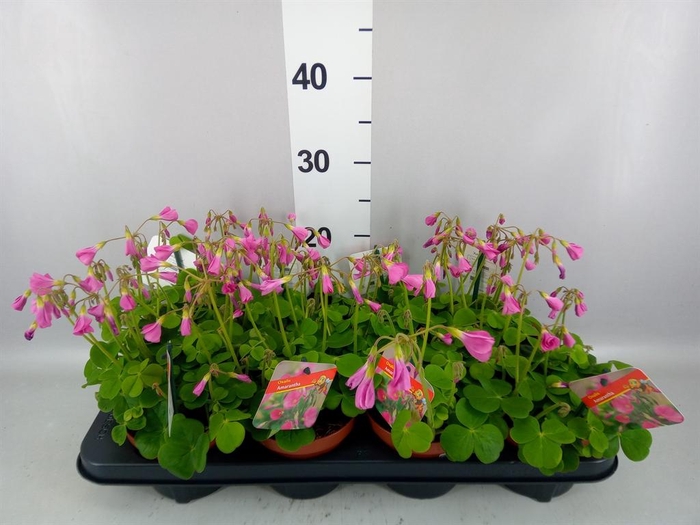 <h4>Oxalis bowiei 'Amarantha'</h4>