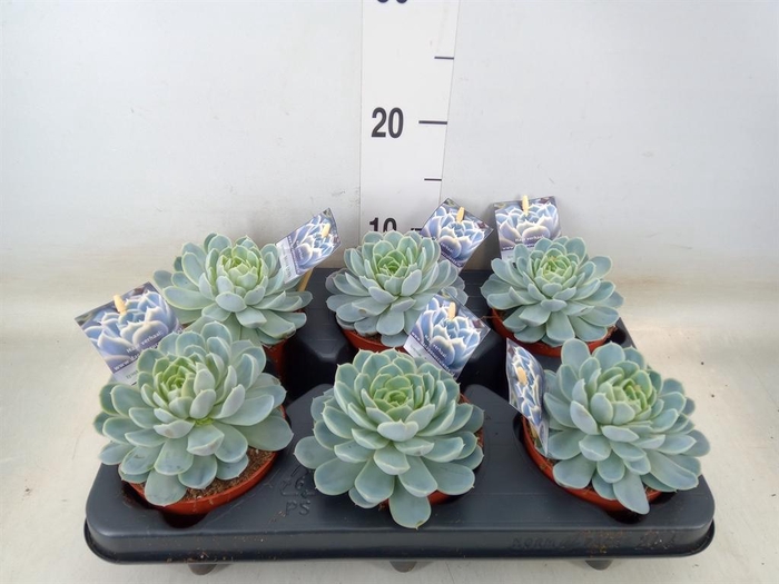 <h4>Echeveria   ...</h4>