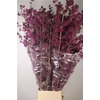 Callicarpa Bod Profusion