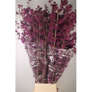 Callicarpa Bod Profusion