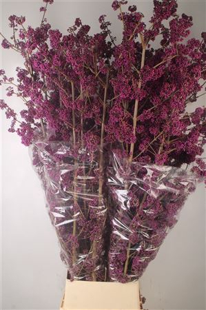 <h4>Callicarpa Bod Profusion</h4>