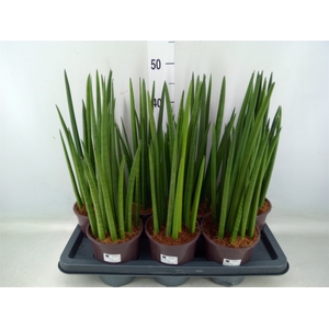 Sansevieria cyl.  ...