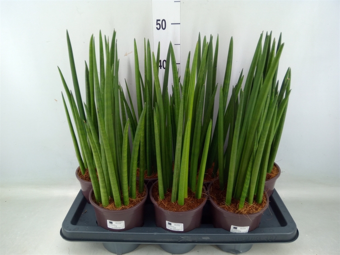 <h4>Sansevieria cyl.  ...</h4>