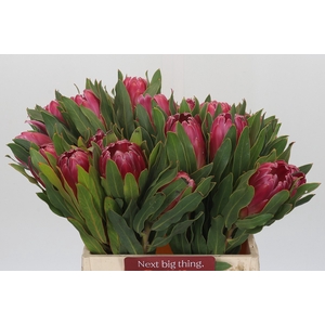 Protea Brenda