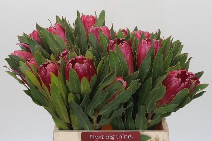 <h4>Protea Brenda</h4>