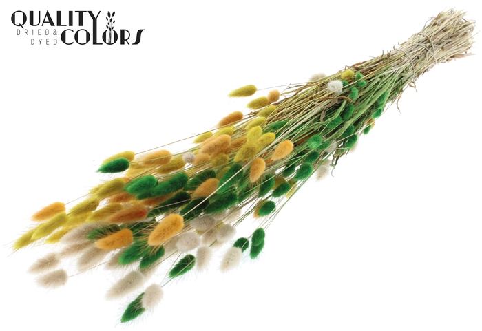<h4>Lagurus per bunch Summer Mix</h4>