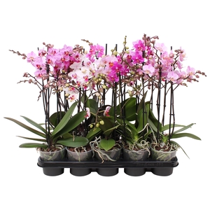 Phal. Multiflora 2-tak mix
