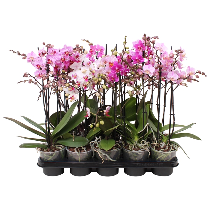 <h4>Phal. Multiflora 2-tak mix "Oh! etiket" 30+ vertakt 6 kleuren</h4>