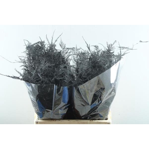 Asp Middel Getopt Zwart *