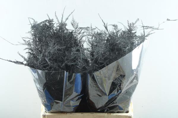 <h4>Asp Middel Getopt Zwart *</h4>