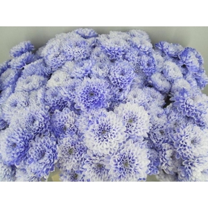Chr T Altaj Pastel Lilac