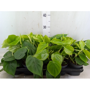 Philodendron scand.