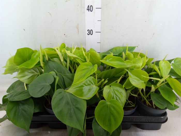 <h4>Philodendron scand.</h4>