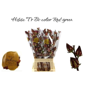 HIBIS TR BI-COLOR